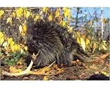 Porcupine - chewing on old deer antler, means of adding minerals to diet. - 10x8 Print (25x20cm) by Ardea