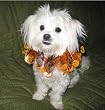 Razzle Dazzle Dog Halloween Scrunchy Collar - Small