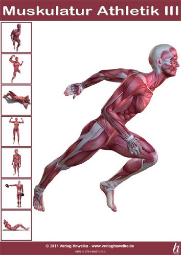Hawelka Anatomie Poster - Muskulatur Athletik III - DIN A3