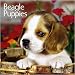 beagle3 - Beagle Puppies 2010 Mini Wall Calendar