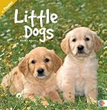 Little Dogs Broschurkalender 2012