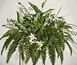 Fern, Dieffenbachia, & Orchid Ledge Garden