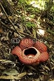 Wallmonkeys Peel and Stick Wall Decals - Rafflesia - 48