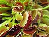 Weird Little Plants, a Crop of Venus Fly Traps. - 24