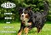 Garten & Freizeit : Metall - Warnschild Berner Sennenhund