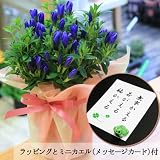 秋ギフトに人気!ギフト:りんどう(青)*ミニカエル・ラッピング付