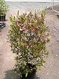 Purple Hop Bush 10 Seeds - Dodonaea - Herb
