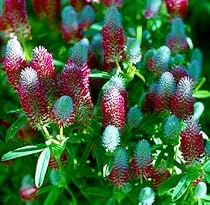 8 Trifolium Red Feathers Ornamental Perennial Plants