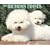 Just Bichons Frises 2009 Calendar