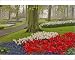 Photographic Prints of Tulips and daffodils, from Danita Delimont