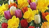 All in One Mix of 5 Tulips Bulbs & 4 Daffodil Bulbs