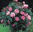 "Mary Rose" English Rose-Tree Form Five Gallon Container