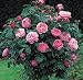 "Mary Rose" English Rose-Tree Form Five Gallon Container