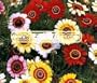 DAISY PAINTED Chrysanthemum Carinatum --- 300 Flower Seeds