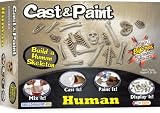 Cast and Paint Human Skeleton Kit with BLOpens - B000BYCRWY