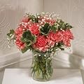 15 Beautiful Pink Carnations with Gyp and Greenery