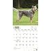 2017 Monthly Wall Calendar - Australian Cattle Dogs