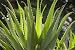 Cactus - Aloes - 24