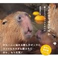 カピバラでぽっかぽか<br>渡辺 克仁著 <br>ゴマブックス<br>1155円<br>ISBN:9784777115426