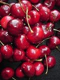 51LqRwvijtL. SL160  Bing Cherry Grafted Fruit Tree Prunus avium 2 3 Feet Tall