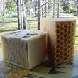 Handcrafted Handmade X-Large Sea Kelp Varech & Butter Goat's Milk Aged Soap Set Limited Edition