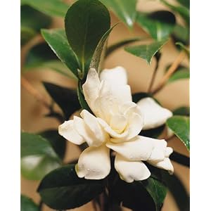 Legacy by Root Queen Bee Jar Candle, Medium, Gardenia