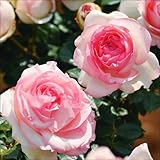 国華園　バラ苗　ピエールドゥロンサールR　1株