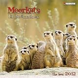 Meerkats / Erdmännchen 2012. Wonderful World