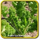 Mustard Seeds - 'Southern Giant Curled' Vegetable Seed ... thumbnail