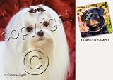 Maltese Dog Drink Coasters
