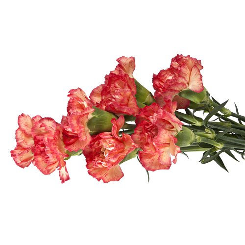 Wholesale Carnations (150 Bicolor Pink) Flowersnhoney Fresh Flowers