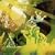 Greenslade