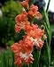 Outdoor Living : 10 Fringed Coral Lace Gladiolus Bulbs - Ship 01/07
