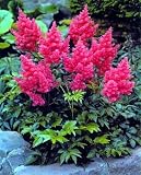 Darwin's Dream Astilbe - Shade Lover - Potted - NEW
