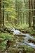 Forest Creek Subject Poster Print, 24x36