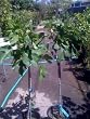 Texas Blue Giant Fig Tree, Five Gallon Container