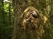 Gnarled Trunk of the Tulip Poplar Tree Photographic Poster Print by Michael Melford, 24x32