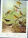 Prairie Warbler Water Thrush Pine Palm Oven Bird Color