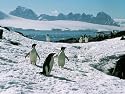 Antarctic Wildlife Adventure