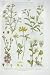 1919 Flowers Sand Spurrey Bird'S-Foot Saxifrage Vetch