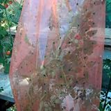 Schumm 502823 Tomatenreifehauben  Profi Line , 10 x 0.75 m, 37 my - UV
