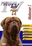 Molosser I (Bordeaux-Dogge, Mastiff, Bullmastiff, Mastino Napoletano)
