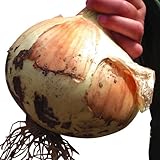 国華園　玉ねぎ苗　F1メガオニオン　100本