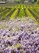 Workers in Vineyards with Wisteria Vines, Groth Winery in Napa Valley, California, USA Photographic Poster Print by Julie Eggers, 36x48