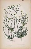 Flowering Plants Cron Spurrey Knotted Spurrey Print