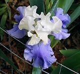 Amazon / Hirts: Perennials; Iris: Stairway to Heaven Bearded Iris Perennial - Potted