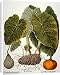 Canvas Prints of GOURD, TARO, a PUMPKIN. Gourd (Cucurbitaceae family), taro or dasheen from Granger Art on Demand
