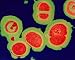 Photographic Prints of MRSA resistant Staphylococcus bacteria from Science Photo Library
