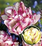 Belicia Double Late Peony Flowered Tulip 5 Bulbs - NEW