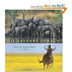 Die Savanne erwacht: Wenn der Regen kommt in Afrika